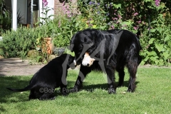 Retriever - Flat-coated