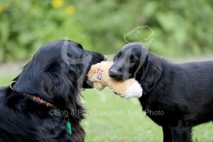 Retriever - Flat-coated