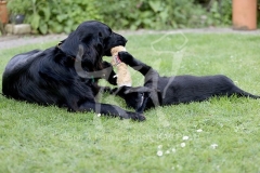 Retriever - Flat-coated