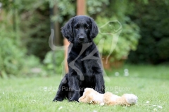Retriever - Flat-coated