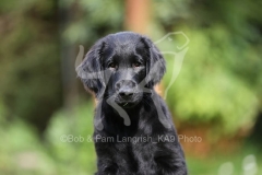 Retriever - Flat-coated