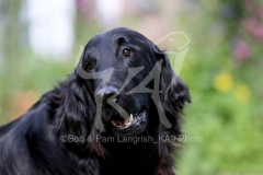 Retriever - Flat-coated