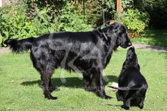 Retriever - Flat-coated