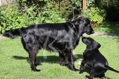 Retriever - Flat-coated