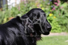 Retriever - Flat-coated