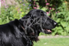Retriever - Flat-coated