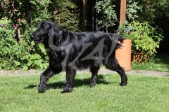 Retriever - Flat-coated