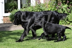 Retriever - Flat-coated