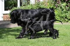 Retriever - Flat-coated