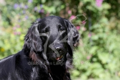 Retriever - Flat-coated