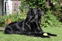 Retriever - Flat-coated