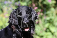 Retriever - Flat-coated