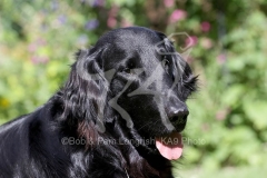 Retriever - Flat-coated