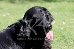 Retriever - Flat-coated