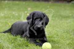 Retriever - Flat-coated