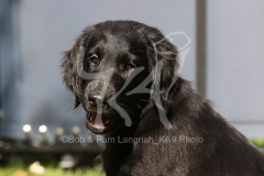 Retriever - Flat-coated