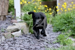 Retriever - Flat-coated