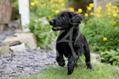 Retriever - Flat-coated