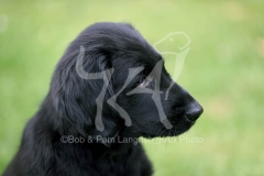 Retriever - Flat-coated