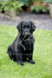 Retriever - Flat-coated