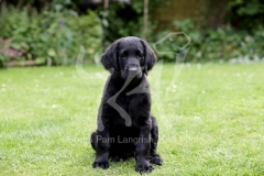 Retriever - Flat-coated