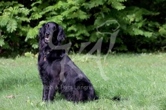 Retriever - Flat-coated