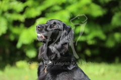 Retriever - Flat-coated