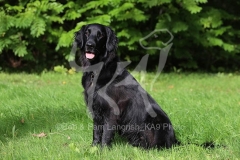 Retriever - Flat-coated