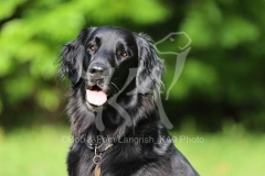 Retriever - Flat-coated