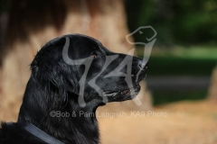 Retriever - Flat-coated