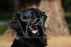 Retriever - Flat-coated