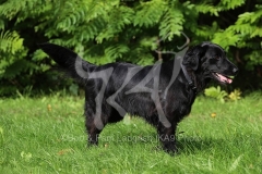 Retriever - Flat-coated