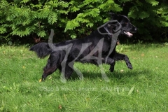 Retriever - Flat-coated