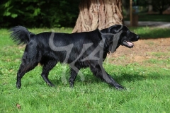 Retriever - Flat-coated