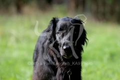 Retriever - Flat-coated