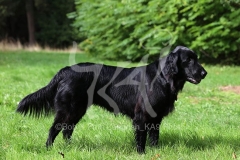 Retriever - Flat-coated
