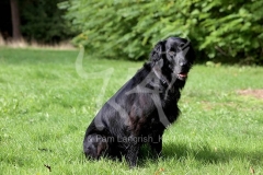 Retriever - Flat-coated