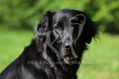 Retriever - Flat-coated