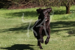 Retriever - Flat-coated