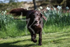 Retriever - Flat-coated