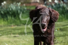 Retriever - Flat-coated