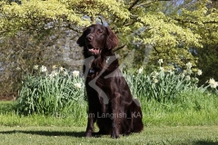 Retriever - Flat-coated