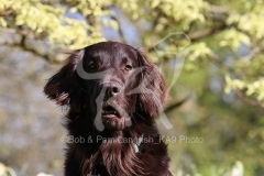 Retriever - Flat-coated
