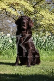 Retriever - Flat-coated
