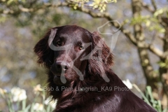 Retriever - Flat-coated