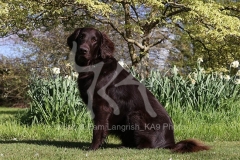 Retriever - Flat-coated