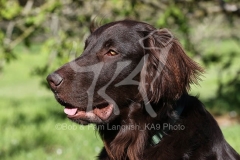 Retriever - Flat-coated