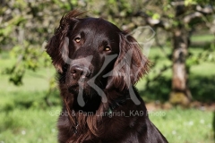 Retriever - Flat-coated