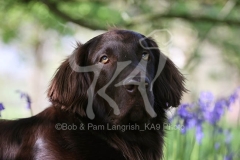 Retriever - Flat-coated
