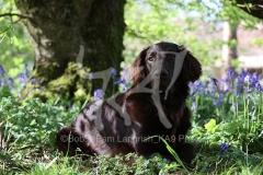 Retriever - Flat-coated